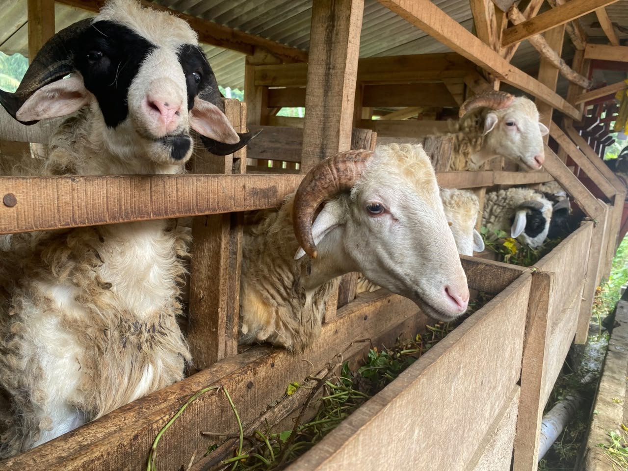 Kambing di Kandang Panggung Bersih