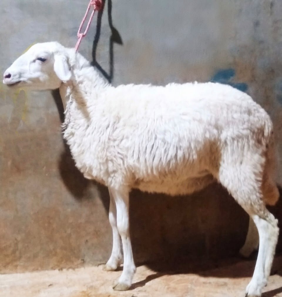 Kambing Aqiqah Sehat